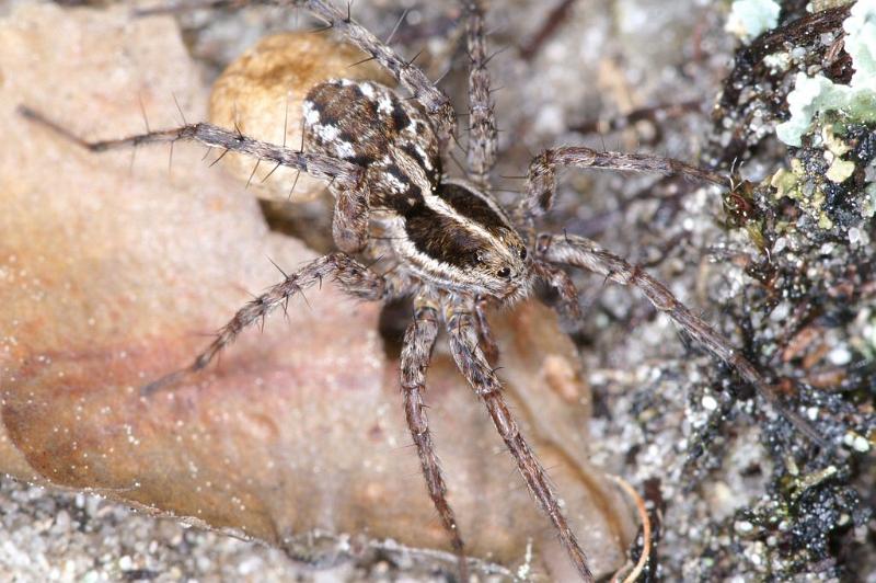 Pardosa_monticola_D2937_Z_92_NP De Hoge Veluwe_Nederland.jpg